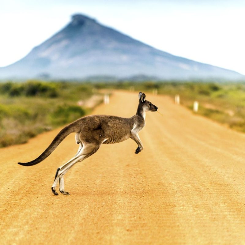 استرالیا | ویژه نوروز